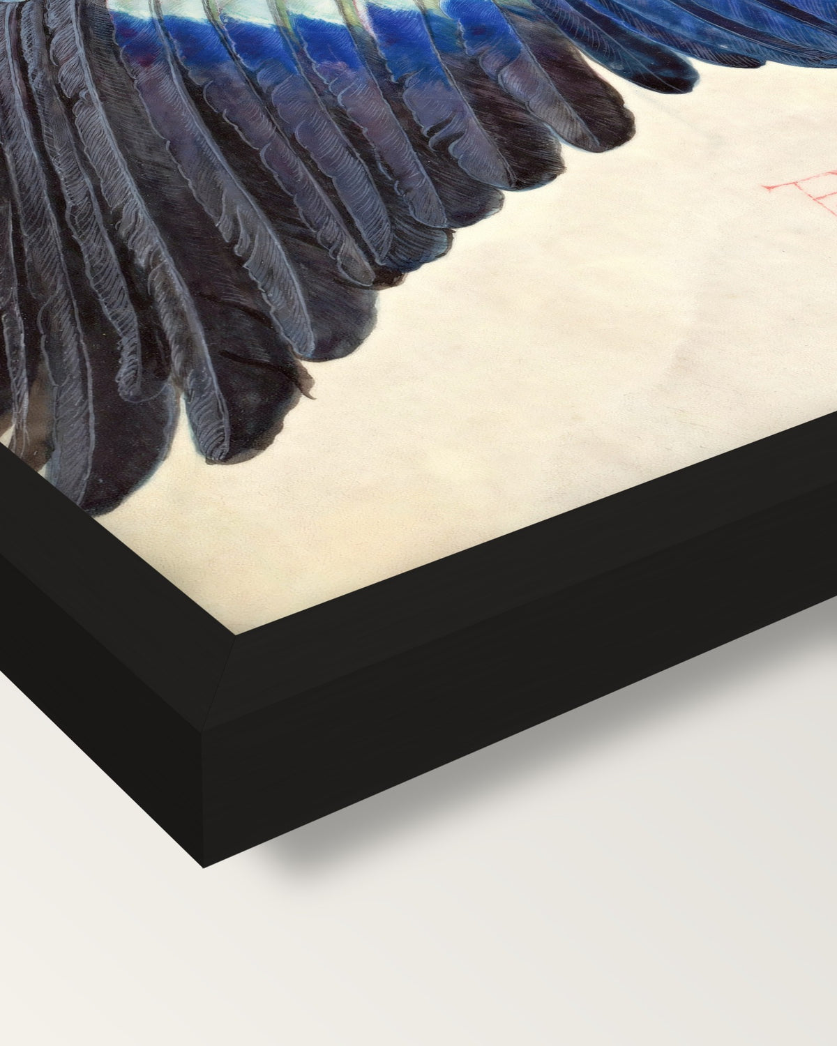 Wing of a European Roller by Dürer framed print, corner close-up: black moulding, mitred, the print set just below its edge