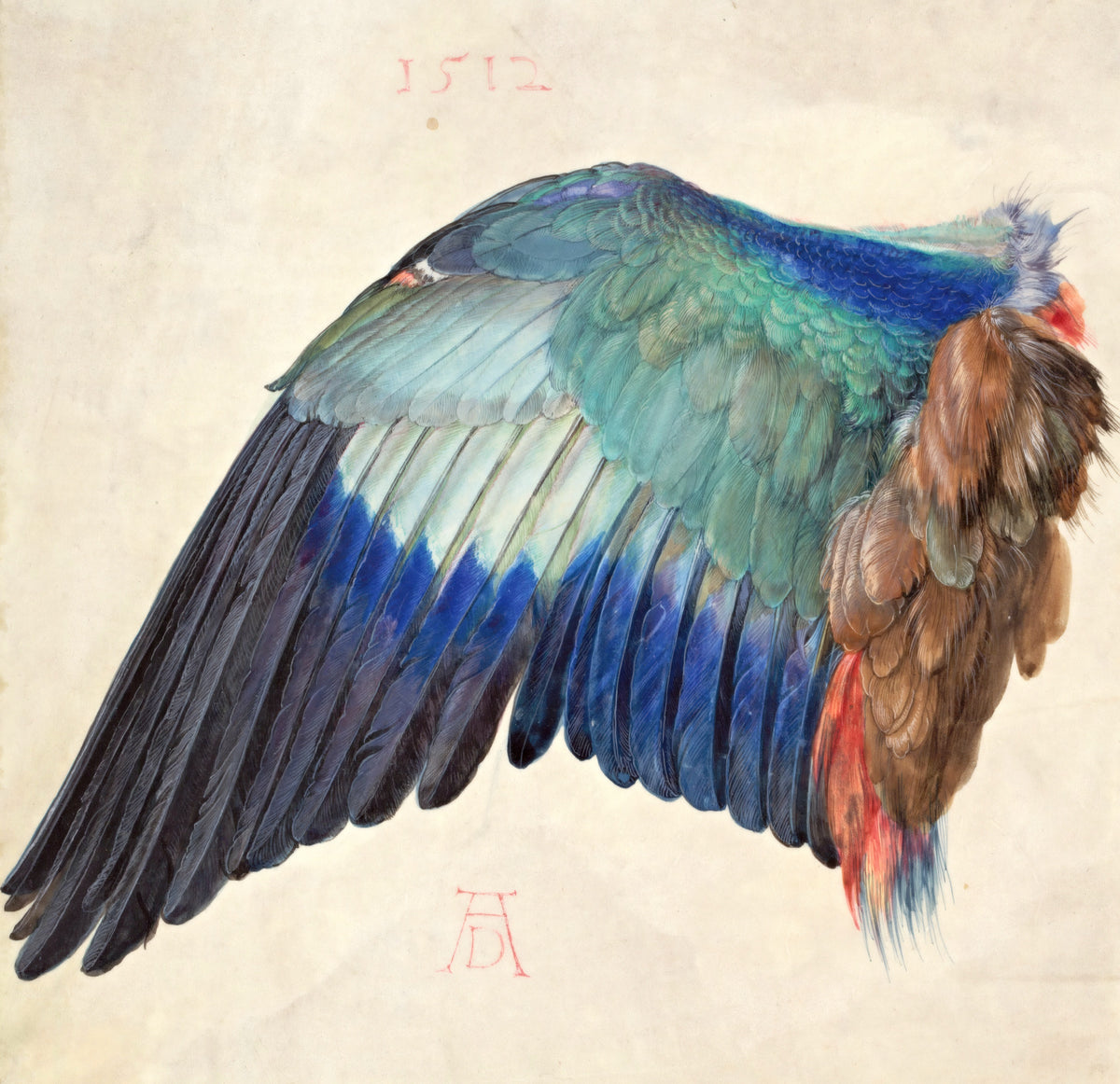 Wing of a European Roller by Albrecht Dürer: a single bird’s wing in turquoise, deep blue and brown feathers on pale paper