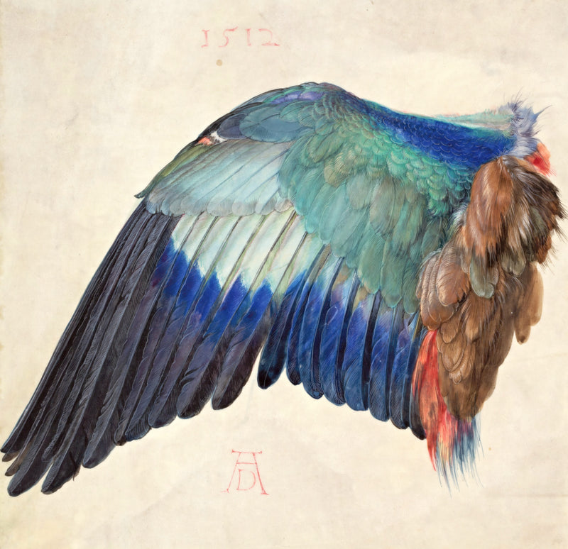 Wing of a European Roller by Albrecht Dürer: a single bird’s wing in turquoise, deep blue and brown feathers on pale paper