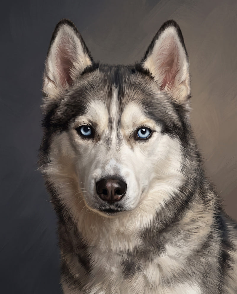 Realistic Pet Portrait: a husky with blue eyes, lifelike fur on a dark charcoal backdrop