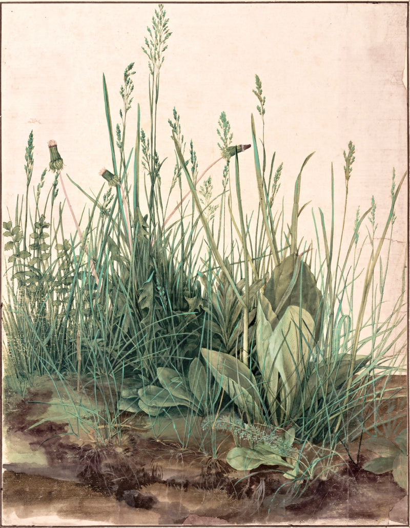 Great Piece of Turf by Albrecht Dürer: a clump of tall grasses and weeds growing from dark earth, seen up close
