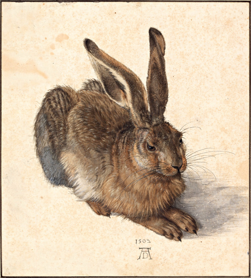 Young Hare by Albrecht Dürer: a brown hare crouching on pale paper, every hair of its fur painted, ears raised, whiskers fine