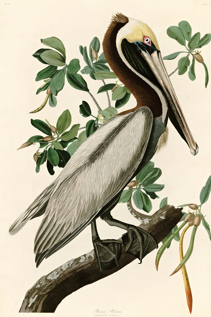 Brown Pelican by John James Audubon: a large brown and grey pelican with a long bill perched on a mangrove branch