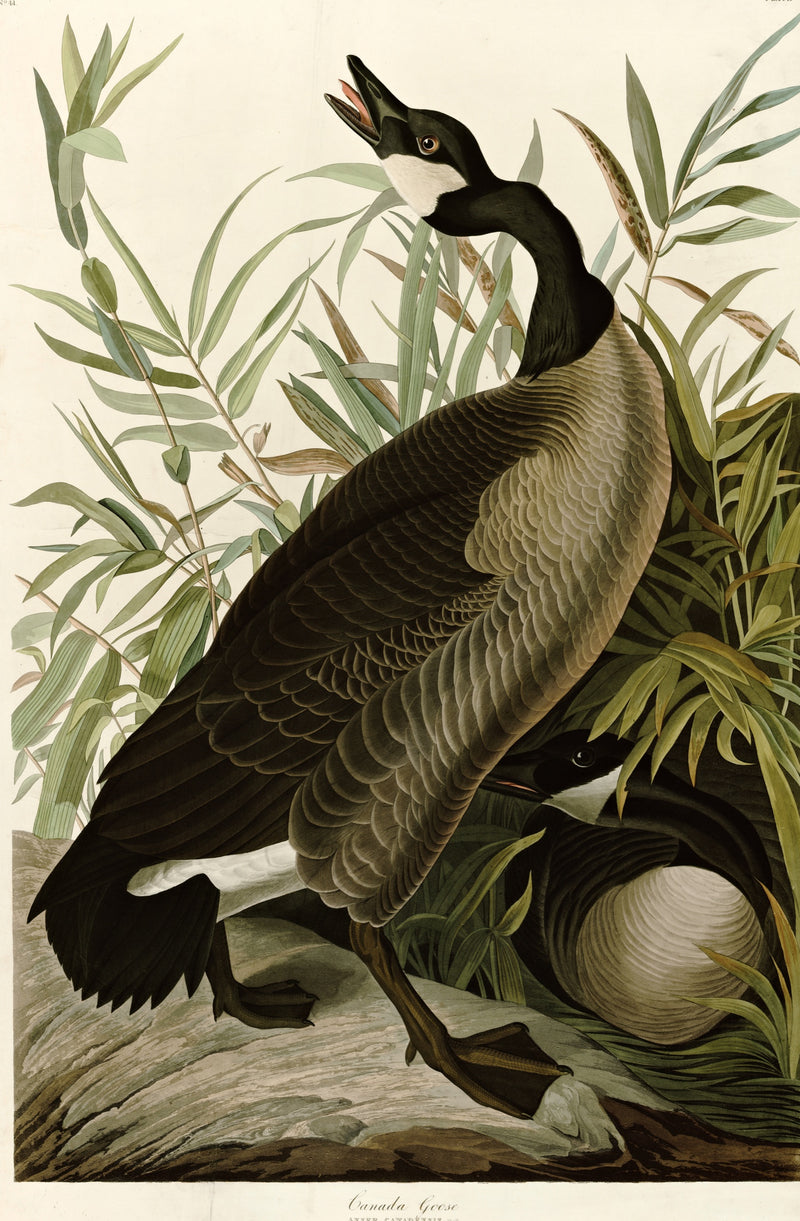Canada Goose by John James Audubon: a gander with raised head calling beside a sitting goose among tall reeds