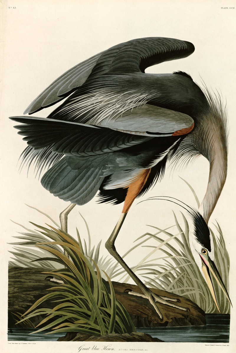 Great Blue Heron by John James Audubon: a tall grey heron bending its long neck to the water among green grasses