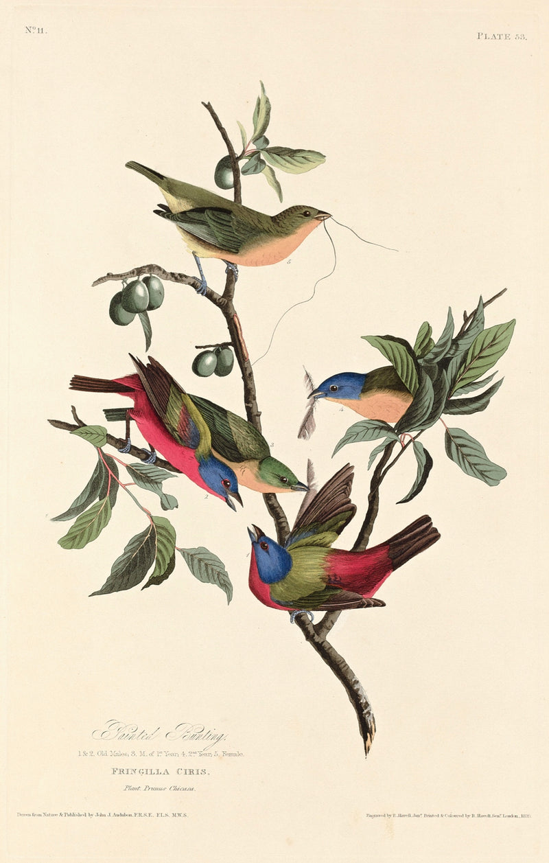 Painted Bunting by Audubon: red, blue and green male buntings and a green female on a branch of a Chickasaw plum