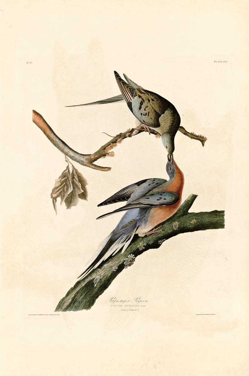 Passenger Pigeon by John James Audubon: a male and female pigeon on a bare branch, one leaning down to feed the other