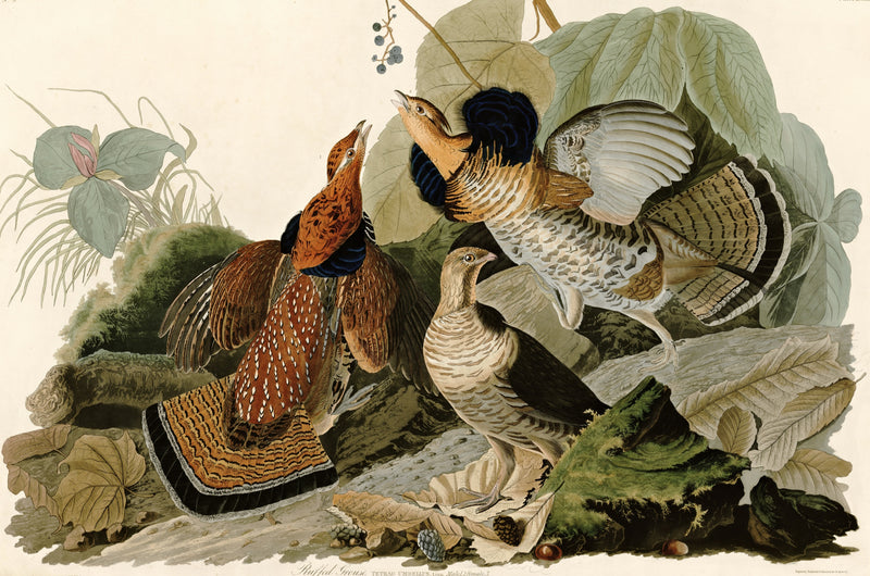 Ruffed Grouse by John James Audubon: three brown and grey grouse, one with its tail fanned, among broad leaves and vines