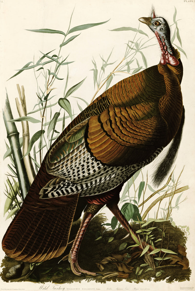 Wild Turkey by John James Audubon: a large bronze male turkey striding through tall cane and grasses