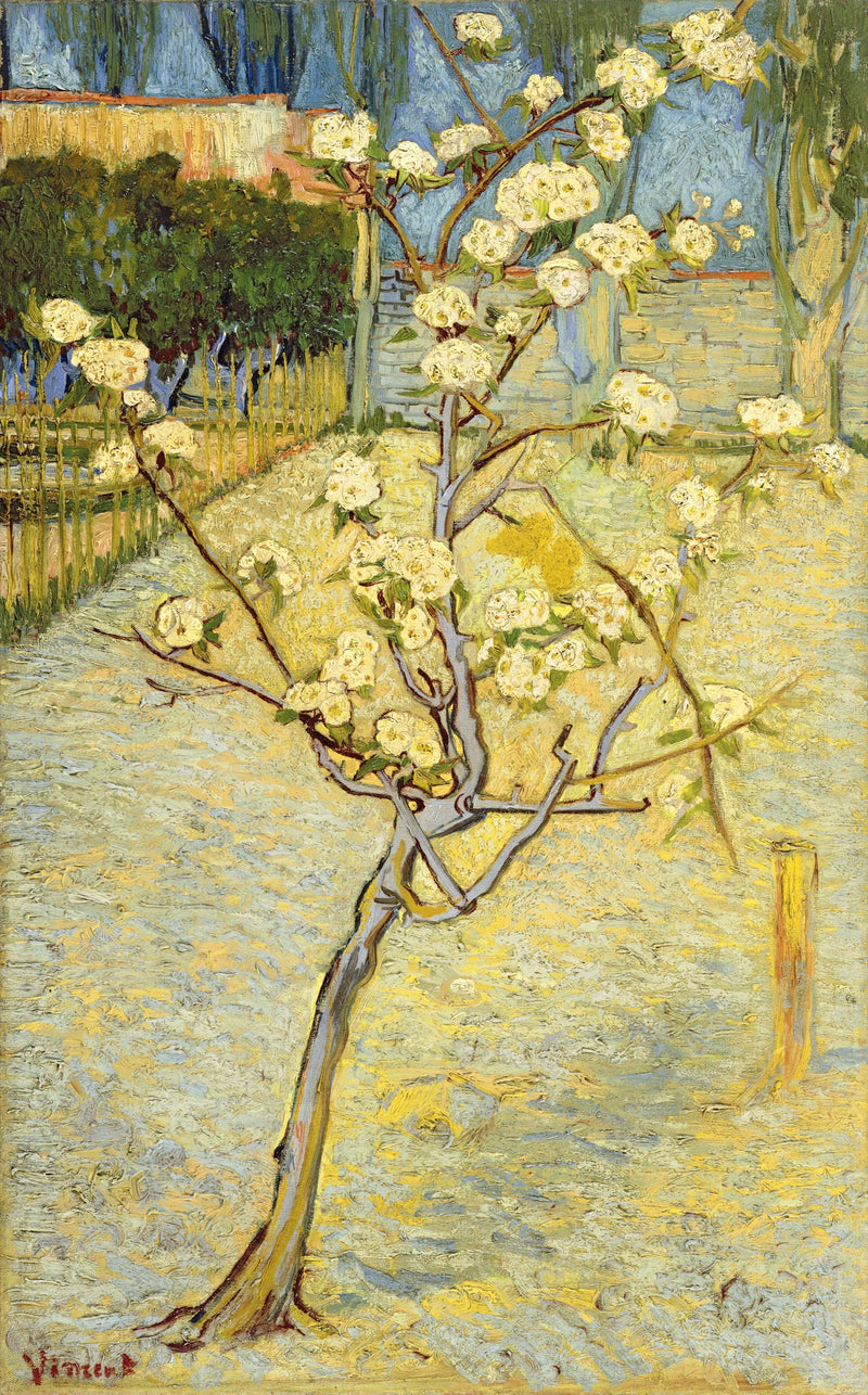 Small Pear Tree in Blossom by Vincent van Gogh: a young pear tree in white blossom against a blue sky, tall and narrow