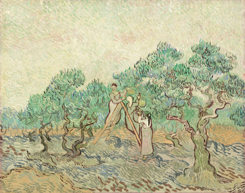 Women Picking Olives by Vincent van Gogh: three women gathering olives among twisted trees under a pink sky