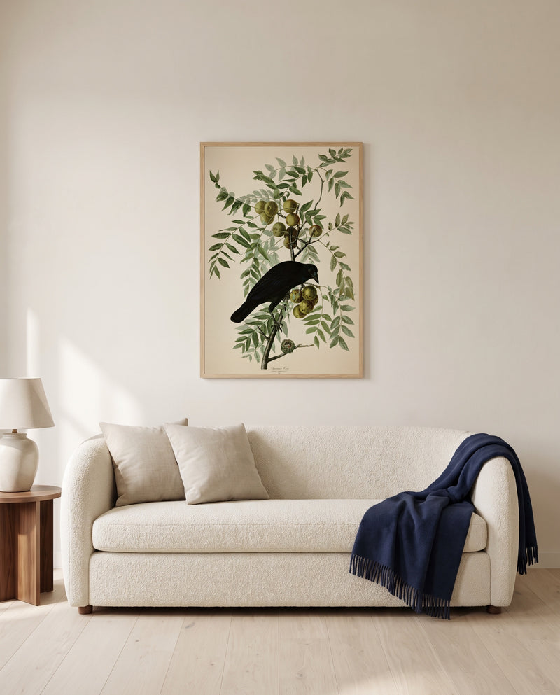 American Crow by John James Audubon framed in natural oak above a cream sofa in a warm living room