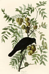 American Crow by John James Audubon: a glossy black crow perched on a leafy branch hung with round green fruit
