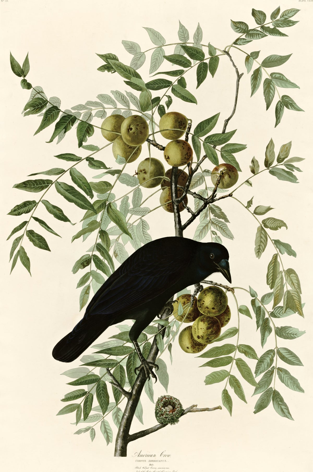 American Crow by John James Audubon: a glossy black crow perched on a leafy branch hung with round green fruit
