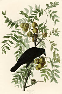 American Crow by John James Audubon: a glossy black crow perched on a leafy branch hung with round green fruit