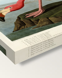 American Flamingo by John James Audubon on stretched canvas, corner close-up: the painting mirror-wrapped round the sides