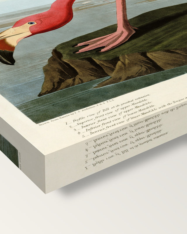 American Flamingo by John James Audubon on stretched canvas, corner close-up: the painting mirror-wrapped round the sides