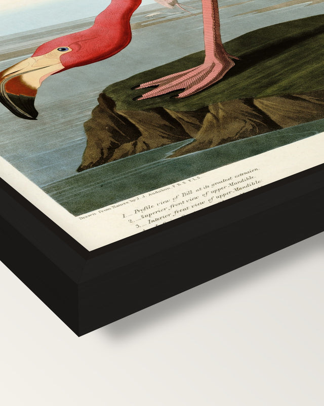 American Flamingo by Audubon framed canvas, corner close-up: a black floating frame with a shadow gap round the canvas