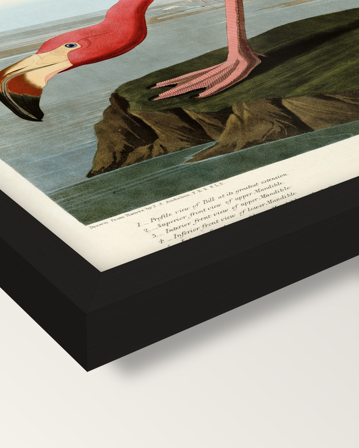 American Flamingo by Audubon framed print, corner close-up: black moulding, mitred, the print set just below its edge