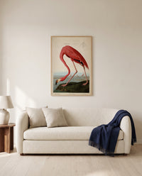 American Flamingo by John James Audubon framed in natural oak above a cream sofa in a warm living room