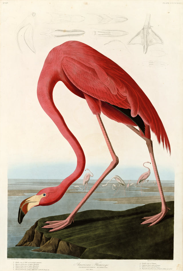 American Flamingo by John James Audubon: a scarlet flamingo bending its long neck down to the water, small flamingos behind