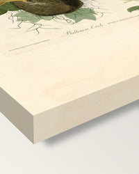 Baltimore Oriole by John James Audubon on stretched canvas, corner close-up: the painting mirror-wrapped round the sides