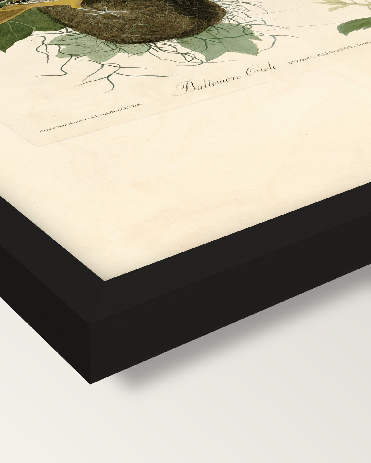 Baltimore Oriole by Audubon framed print, corner close-up: black moulding, mitred, the print set just below its edge