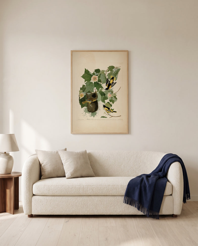 Baltimore Oriole by John James Audubon framed in natural oak above a cream sofa in a warm living room