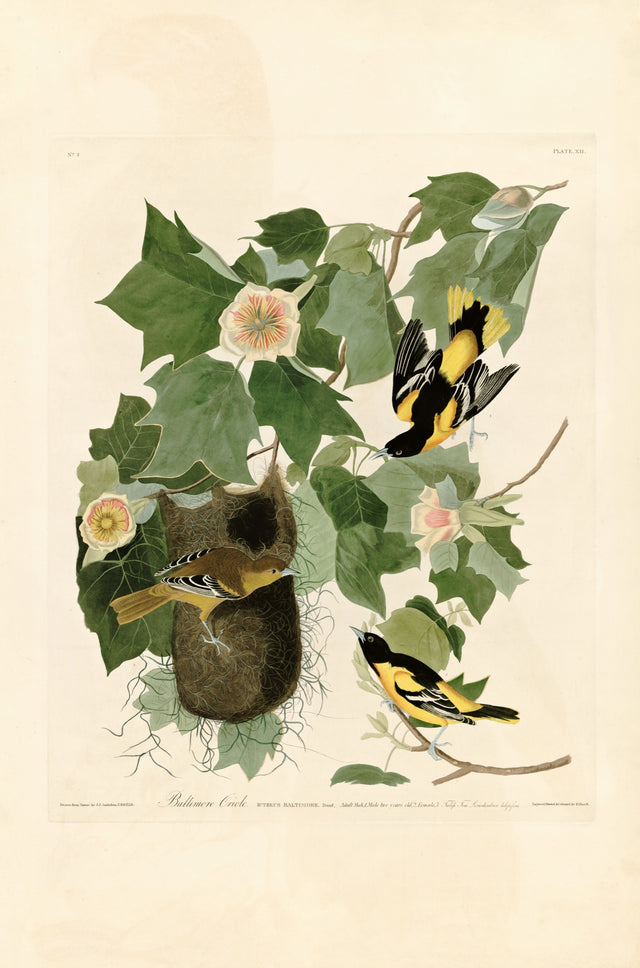 Baltimore Oriole by Audubon: orange and black orioles and a hanging woven nest among the leaves and flowers of a tulip tree