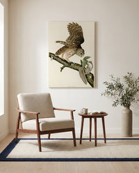 Barred Owl by John James Audubon as a stretched canvas above a linen lounge chair in a reading corner