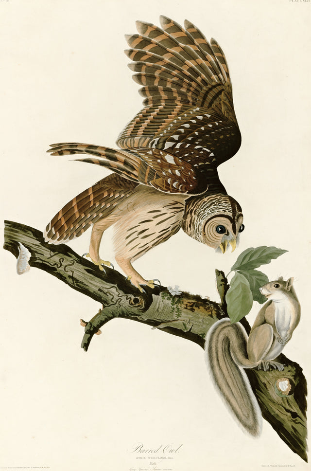 Barred Owl by John James Audubon: a brown barred owl with half-spread wings on a branch above a grey squirrel