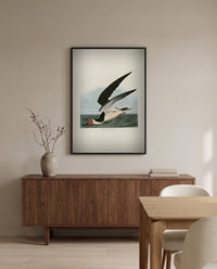 Black Skimmer by John James Audubon in a black frame above a walnut sideboard in a dining room