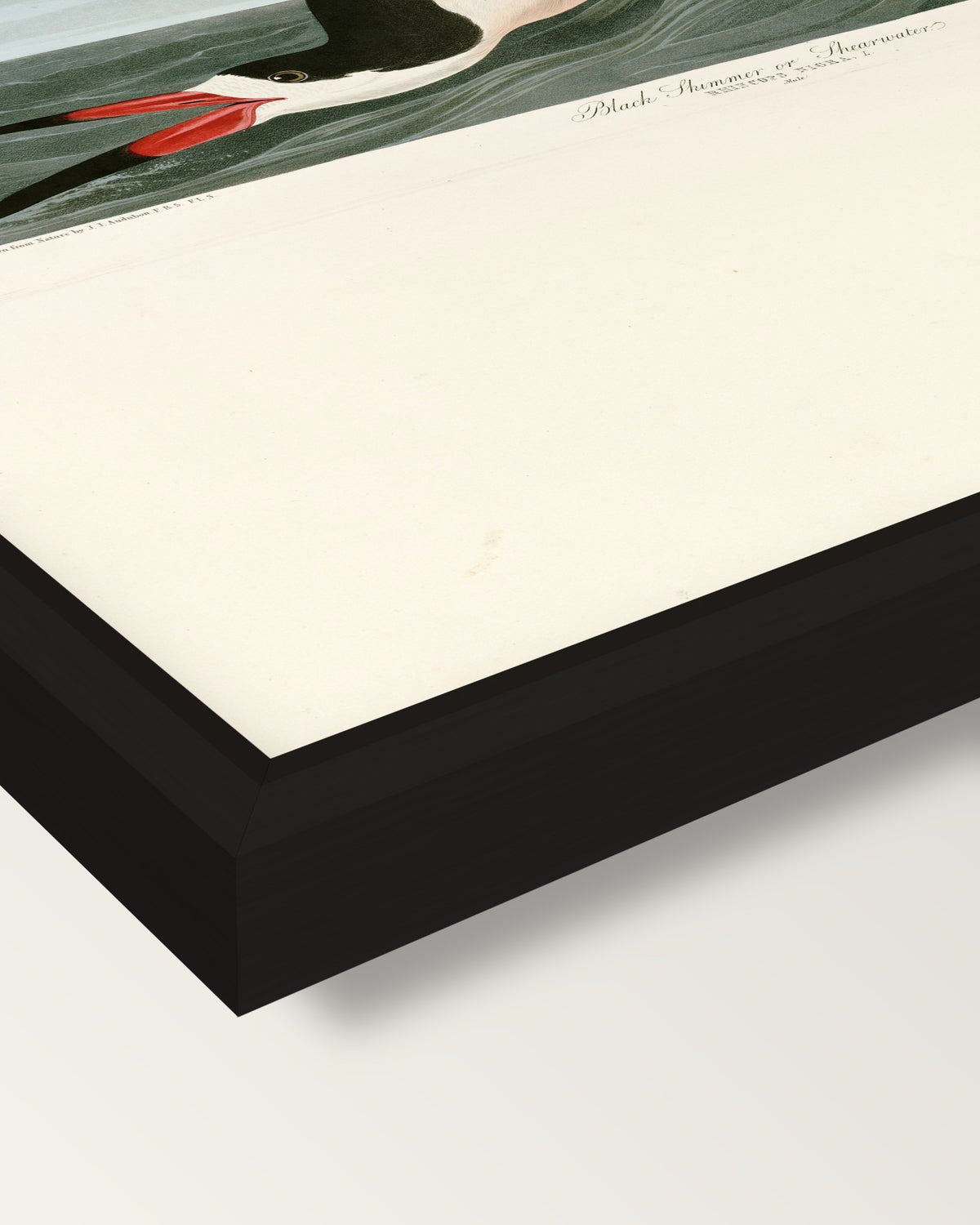 Black Skimmer by John James Audubon framed canvas, corner close-up: a black floating frame with a shadow gap round the canvas