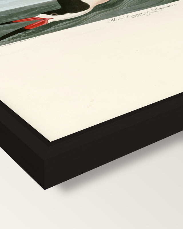 Black Skimmer by John James Audubon framed canvas, corner close-up: a black floating frame with a shadow gap round the canvas