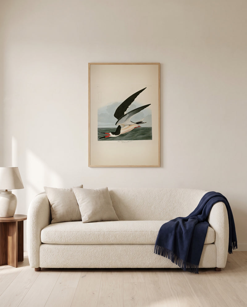 Black Skimmer by John James Audubon framed in natural oak above a cream sofa in a warm living room