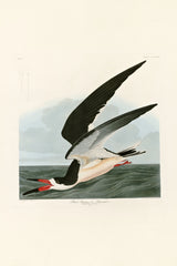 Black Skimmer by John James Audubon: a black and white seabird with a red and black bill skimming low over grey-green water