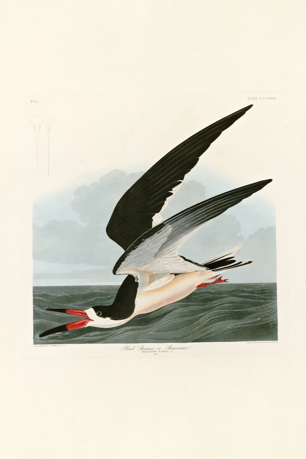 Black Skimmer by John James Audubon: a black and white seabird with a red and black bill skimming low over grey-green water