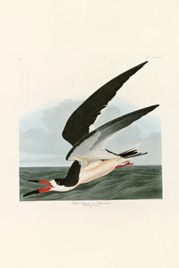 Black Skimmer by John James Audubon: a black and white seabird with a red and black bill skimming low over grey-green water