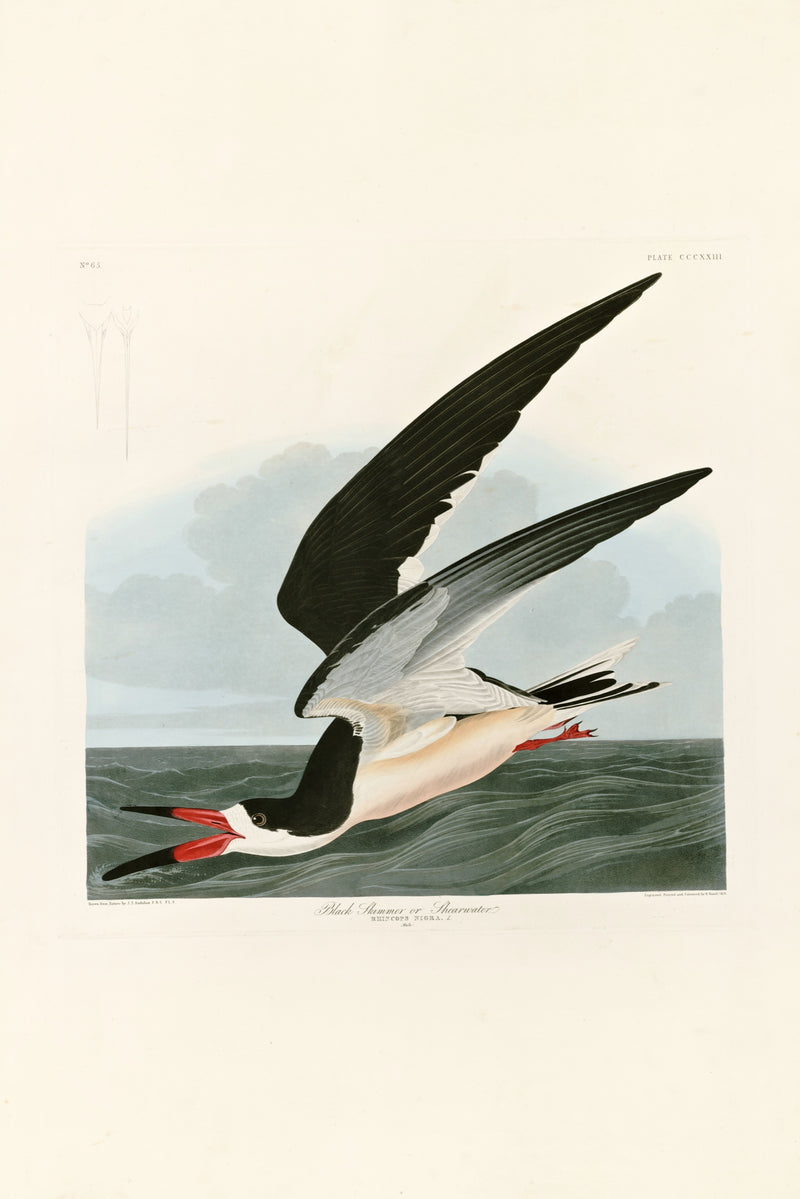 Black Skimmer by John James Audubon: a black and white seabird with a red and black bill skimming low over grey-green water