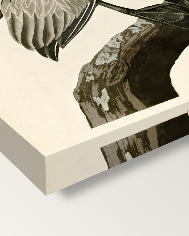 Brown Pelican by John James Audubon on stretched canvas, corner close-up: the painting mirror-wrapped round the sides