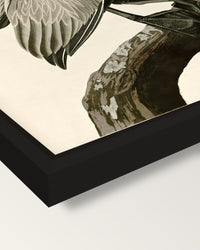 Brown Pelican by John James Audubon framed canvas, corner close-up: a black floating frame with a shadow gap round the canvas