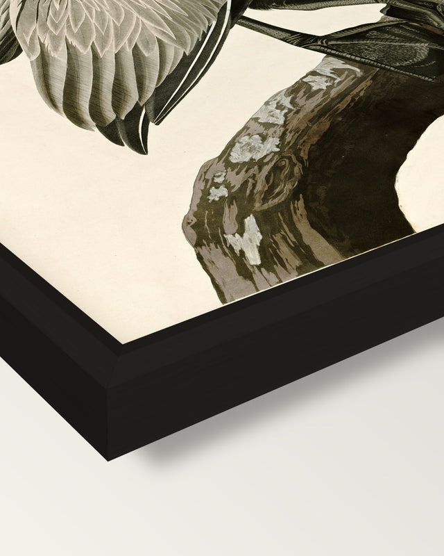 Brown Pelican by John James Audubon framed canvas, corner close-up: a black floating frame with a shadow gap round the canvas