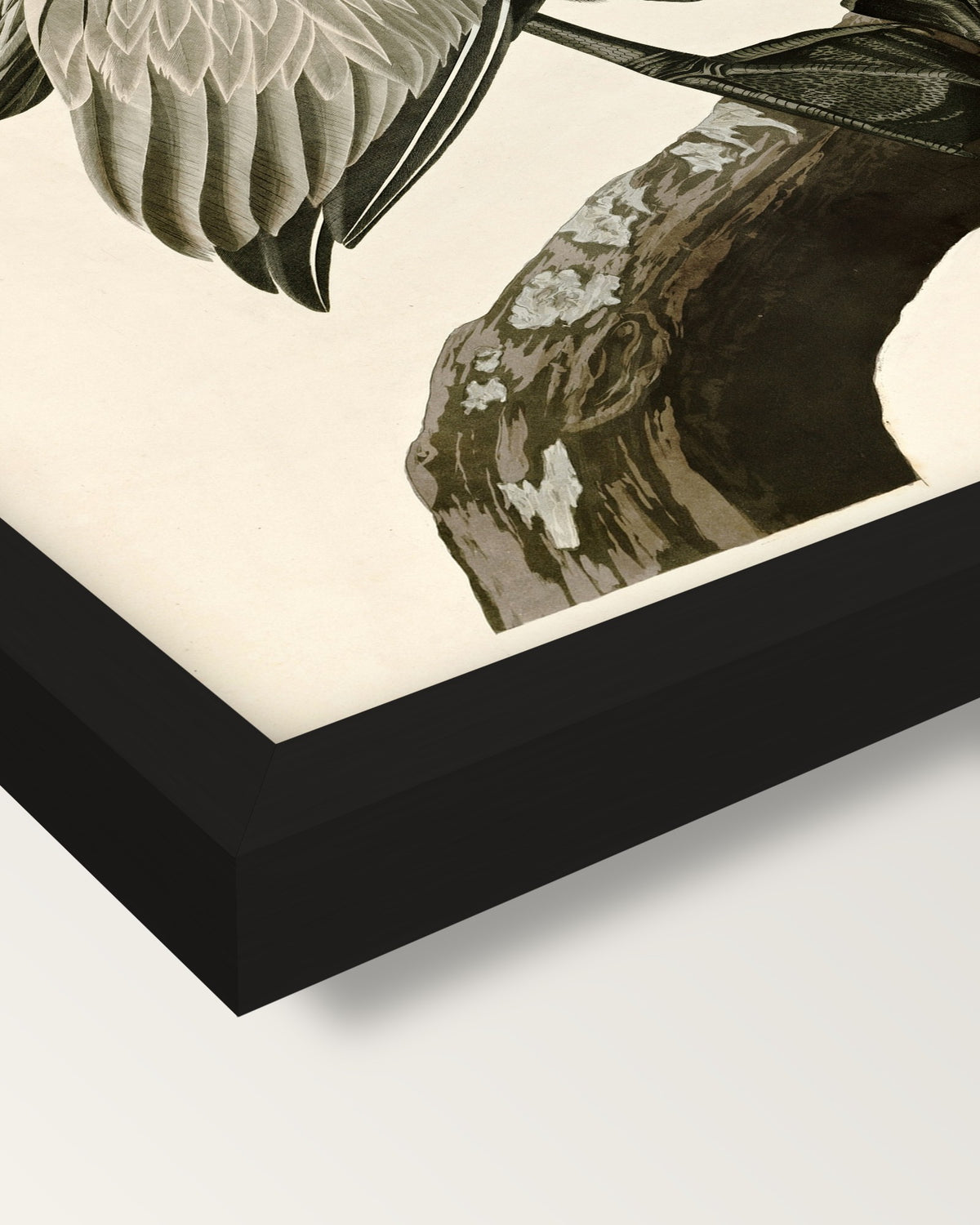 Brown Pelican by John James Audubon framed print, corner close-up: black moulding, mitred, the print set just below its edge