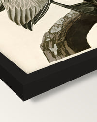 Brown Pelican by John James Audubon framed print, corner close-up: black moulding, mitred, the print set just below its edge