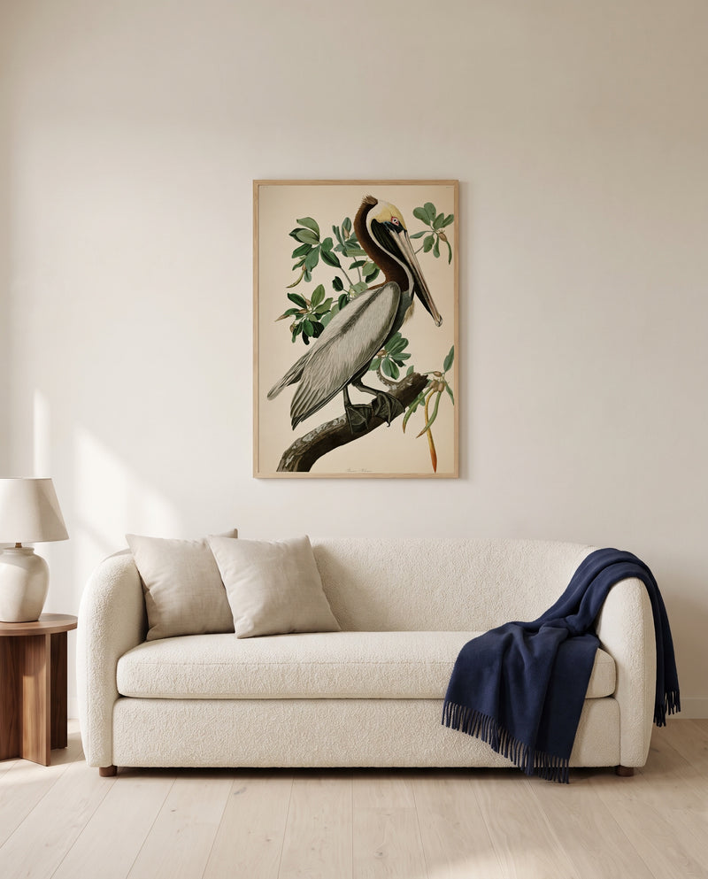 Brown Pelican by John James Audubon framed in natural oak above a cream sofa in a warm living room