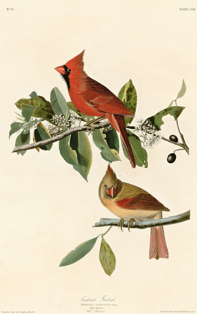 Cardinal Grosbeak by John James Audubon: a scarlet male cardinal above a brown and rose female on a leafy wild olive branch