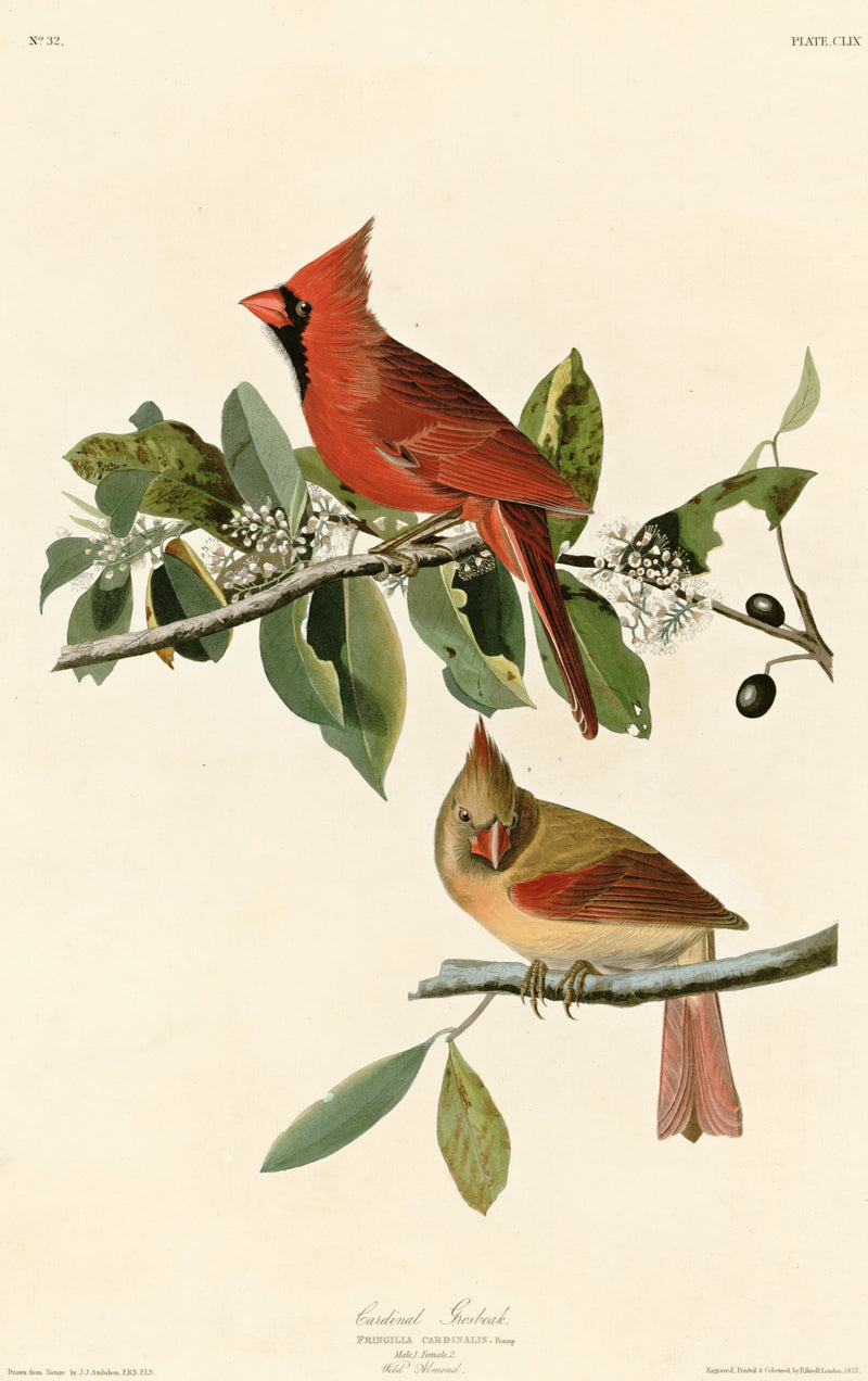 Cardinal Grosbeak by John James Audubon: a scarlet male cardinal above a brown and rose female on a leafy wild olive branch