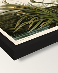 Great Blue Heron by Audubon framed canvas, corner close-up: a black floating frame with a shadow gap round the canvas