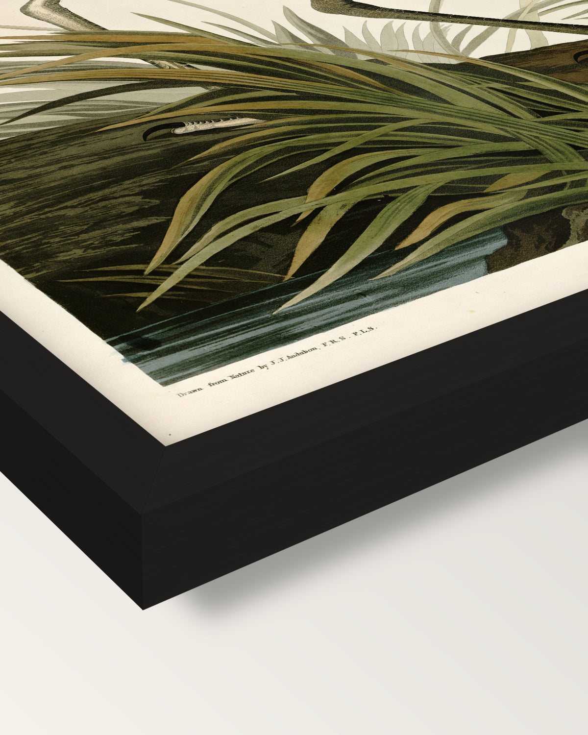 Great Blue Heron by Audubon framed print, corner close-up: black moulding, mitred, the print set just below its edge