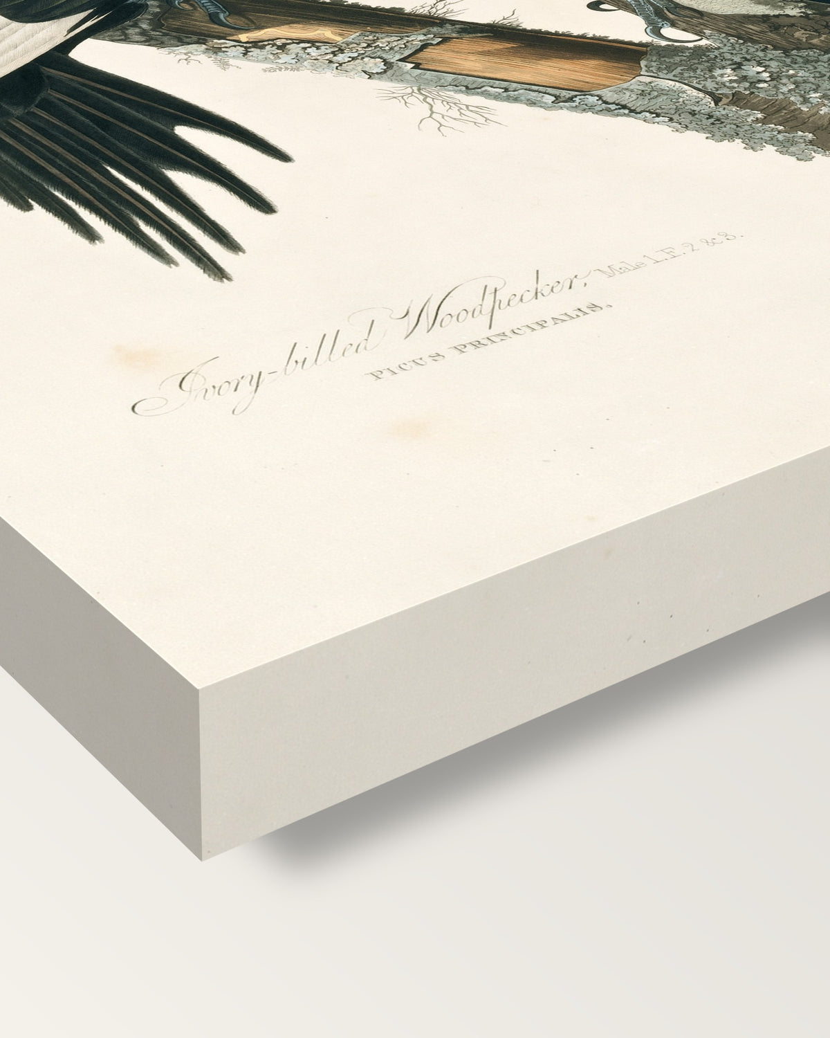 Ivory-billed Woodpecker by Audubon on stretched canvas, corner close-up: the painting mirror-wrapped round the sides